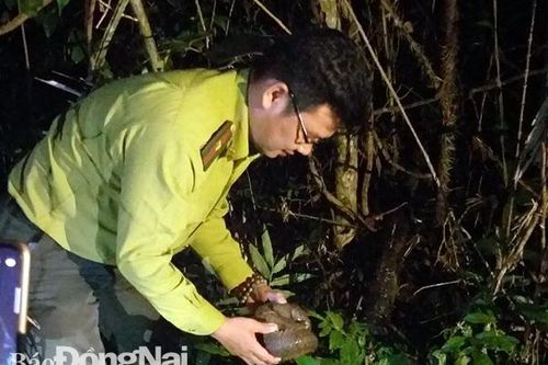 Thả 79 cá thể động vật rừng về với môi trường tự nhiên