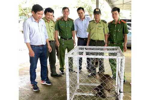 Trung tâm Cứu hộ Bảo tồn và Phát triển sinh vật tiếp nhận 1 cá thể khỉ đuôi lợn