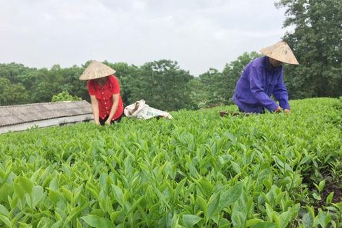 Sức sống mới ở một làng nghề chè