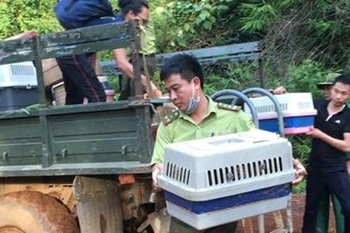 Thả 79 cá thể động vật quý hiếm về Vườn Quốc gia Cát Tiên