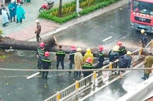 Cây cổ thụ bật gốc trong cơn mưa đè người đàn ông tử vong