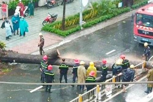 Trách nhiệm thuộc về ai khi cây đổ làm chết người?