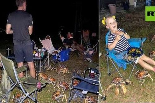 Hình ảnh cua khổng lồ tràn tới lều người cắm trại gây sốt mạng xã hội