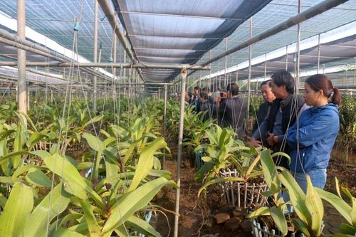 Mô hình trồng hoa lan ứng dụng công nghệ cao