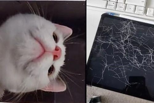 Để quên iPad ở nhà, khi về thì phát hiện ra em mèo cưng đã chụp hàng chục bức ảnh selfie