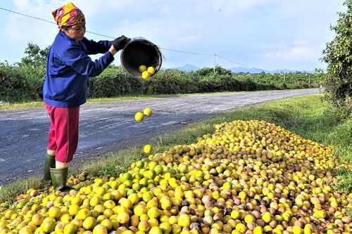Vì sao hàng tấn cam đặc sản rụng bất thường?