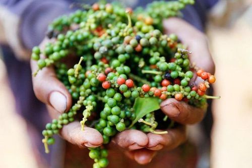 Giá tiêu hôm nay 26/9: Cao nhất 51.500 đồng/kg ở Bà Rịa - Vũng Tàu