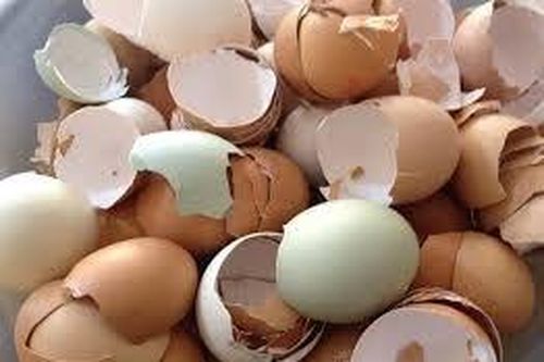 Công dụng tuyệt vời của vỏ trứng mà nhiều gia đình không biết