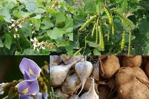Cây độc: Bộ phận này của cây củ đậu độc không ngờ, có thể tử vong