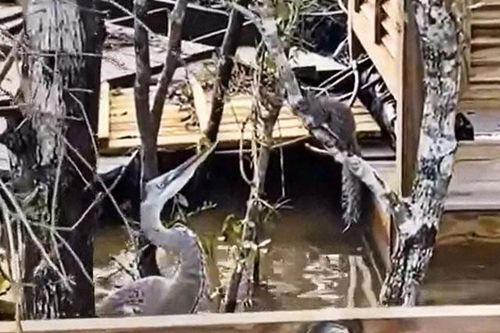 Sóc nhỏ đáng thương 'tránh được vỏ dưa lại sớm đụng vỏ dừa'