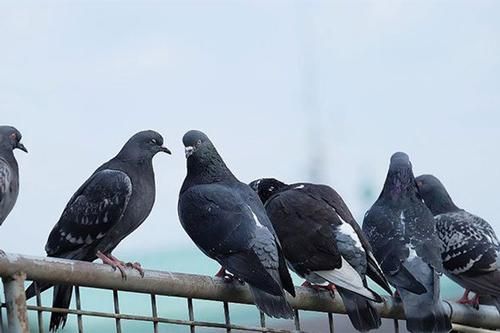 Chim bồ câu cũng phân biệt đẳng cấp trong đàn