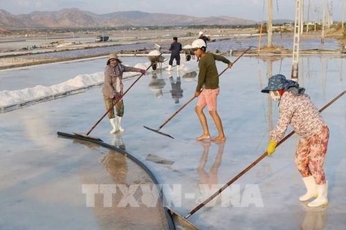 Đổi mới sản xuất để phát triển bền vững nghề muối