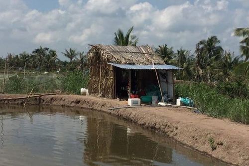 Phát hiện 3 người tử vong trong chòi tôm cùng 2 lá thư tuyệt mệnh