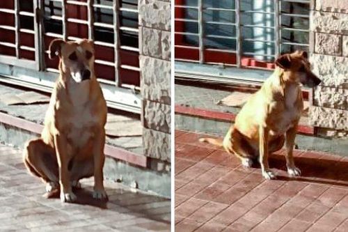 Không biết chủ nhân qua đời, nàng chó trung thành ngồi đợi suốt một tuần ngoài hiệu sách