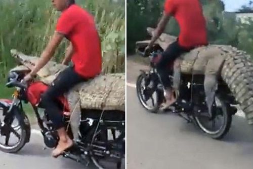 Người đàn ông ngồi lên lưng cá sấu trên xe máy phóng giữa đường