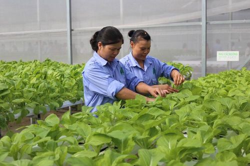 Quản lý an toàn thực phẩm nông nghiệp: Nhiều chuyển biến tích cực