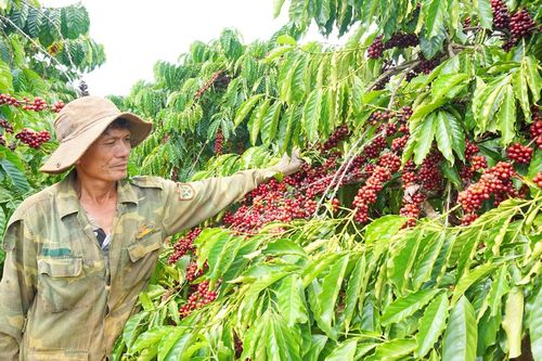 Nông sản Việt ùn ùn xuất khẩu sang châu Âu