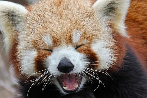 Top 8 loài động vật 'hiếm có, khó tìm' trên thế giới