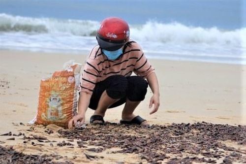 Vì sao ốc dạt vào bờ biển dày đặc?