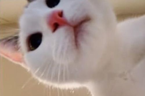 Bỏ quên iPad, mở ra thấy ảnh selfie của mèo