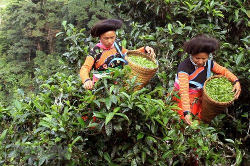 'Tứ đại danh trà' hấp dẫn hơn mây