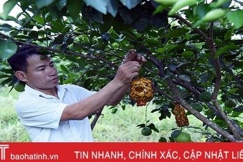 Khởi nghiệp chỉ với 10 triệu đồng, anh nông dân Hà Tĩnh sở hữu trang trại cho lợi nhuận hơn 2 tỷ mỗi năm