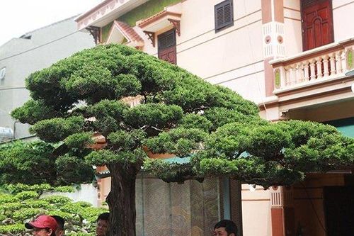 Chiêm ngưỡng cây duyên tùng 300 năm tuổi, giá 'ăn đứt' ngôi nhà biệt thự