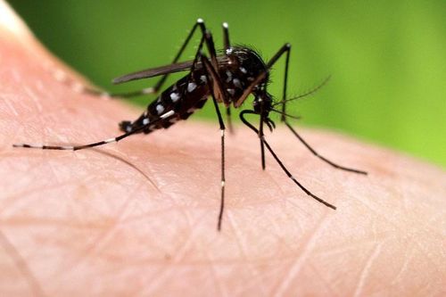 Những loài động vật nguy hiểm nhất thế giới