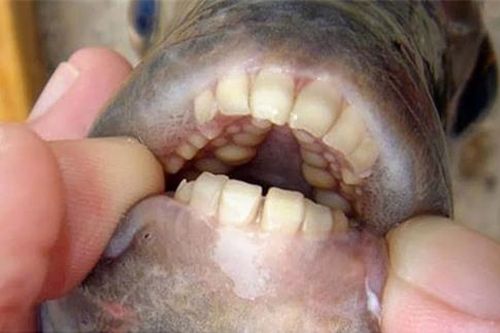 Xôn xao loài cá kỳ lạ có hàm răng giống hệt răng người