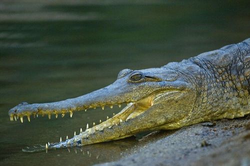 Bị cá sấu cắn trúng đầu, người đàn ông may mắn sống sót