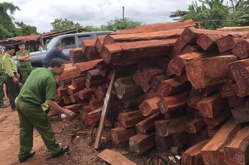Bắt giam đối tượng bán gỗ lậu 'khủng' cho Doanh nghiệp tư nhân Hùng Ny