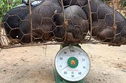 'Ngân hàng Lợn' giúp nhiều học sinh dân tộc không phải bỏ học vì đói nghèo