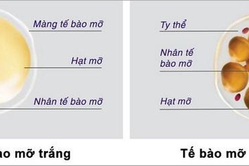 Mỡ trắng, mỡ nâu - hy vọng mới trong điều trị béo phì