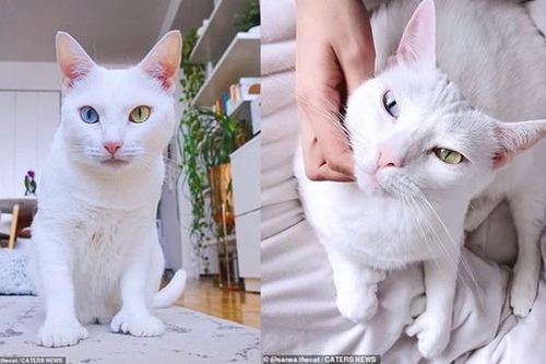 Bé mèo bị chủ cũ vứt đi chỉ vì 2 mắt có 2 màu khác nhau đã tìm được gia đình mới