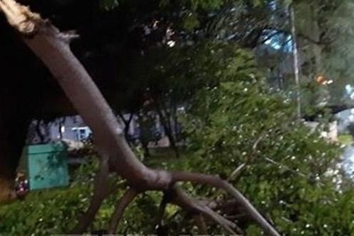 Cần Thơ: Đi câu, người đàn ông bị cây đè tử vong