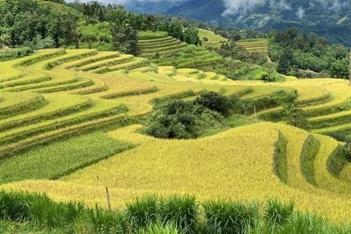 Lúa chín vàng trên ruộng bậc thang, người Mông mở hội Gầu Tào