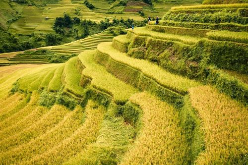 Lịch trình ngắm mùa vàng Mù Cang Chải