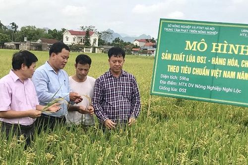 Phát triển vùng lúa Japonica: Mở hướng xuất khẩu cho gạo Hà Nội