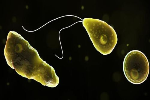 Phát hiện ký sinh trùng ăn não trong nước 8 thành phố ở Mỹ