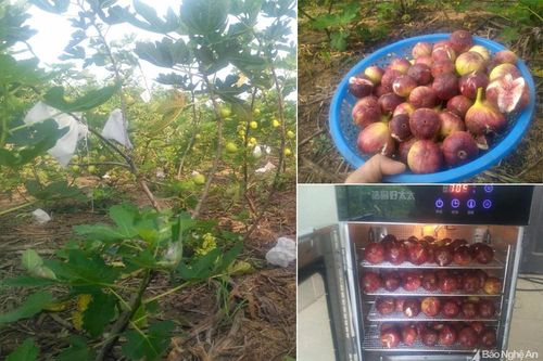 Nông dân Nghĩa Đàn trồng thử nghiệm thành công cây sung Mỹ