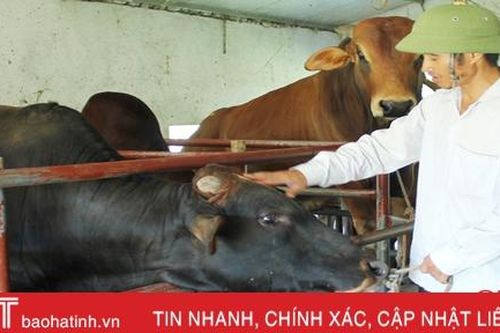 Những trang trại chăn nuôi tiền tỷ ở miền biển Hà Tĩnh