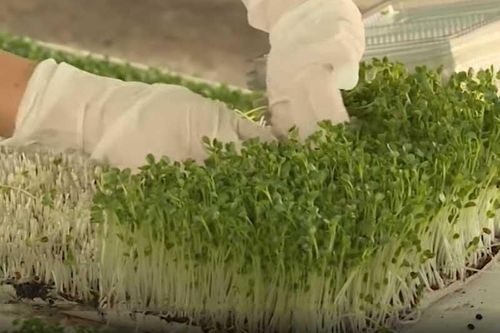 Hà Nội: Thu tiền tỷ mỗi năm nhờ trồng rau trên khu đất hoang