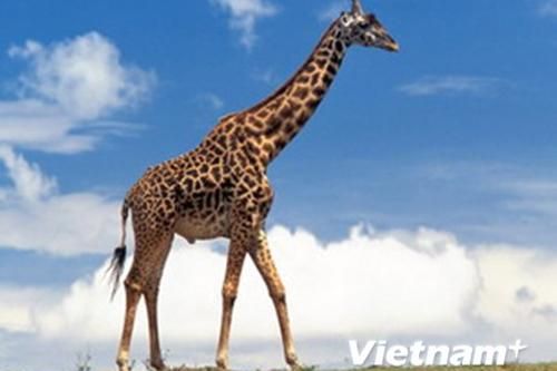 Sự thật về hươu cao cổ khiến chúng ta không khỏi 'ngỡ ngàng'