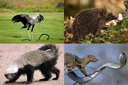 Cái tên có thể 'nhai ngọt' loài 'sát thủ máu lạnh' đáng sợ nhất tự nhiên là gì?