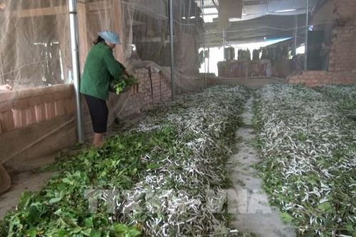 Trồng dâu nuôi tằm giúp đồng bào vùng sâu ổn định kinh tế
