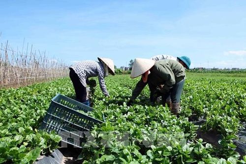 Sản xuất vụ Đông gắn với thị trường tiêu thụ
