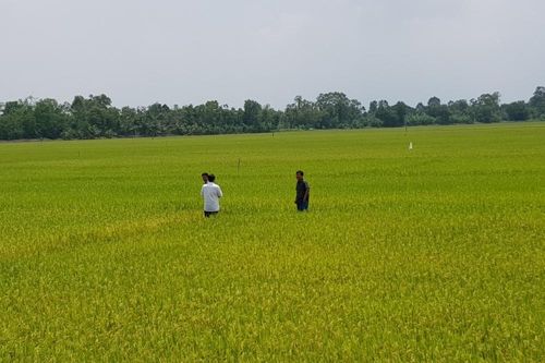 Giá lúa gạo hôm nay ngày 28/9: Đầu tuần trầm lắng