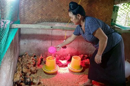 Hiệu quả các lớp đào tạo nghề chăn nuôi gà