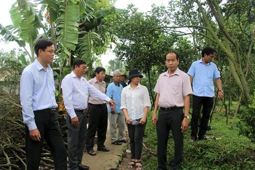 Bảo tồn và khôi phục quýt hồng huyện Lai Vung