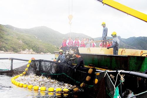 Phát triển nuôi biển theo hướng công nghiệp